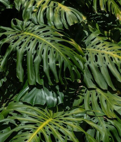 Tips for Creating a Sustainable and Beautiful Home Garden Throughout the Year