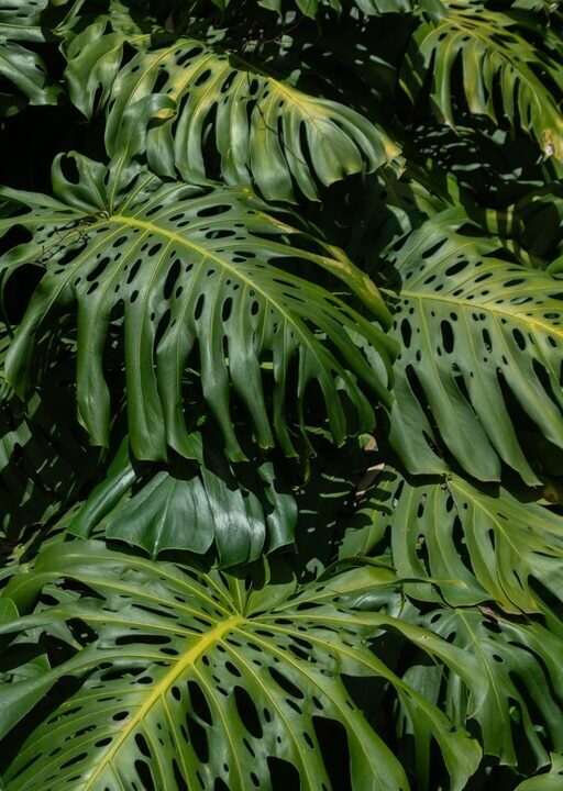 Tips for Creating a Sustainable and Beautiful Home Garden Throughout the Year